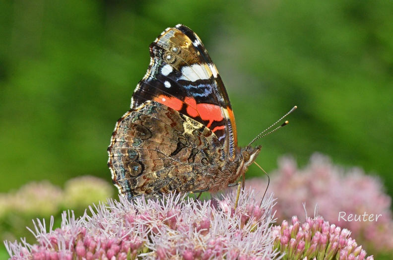 Admiral (Vanessa atalanta)